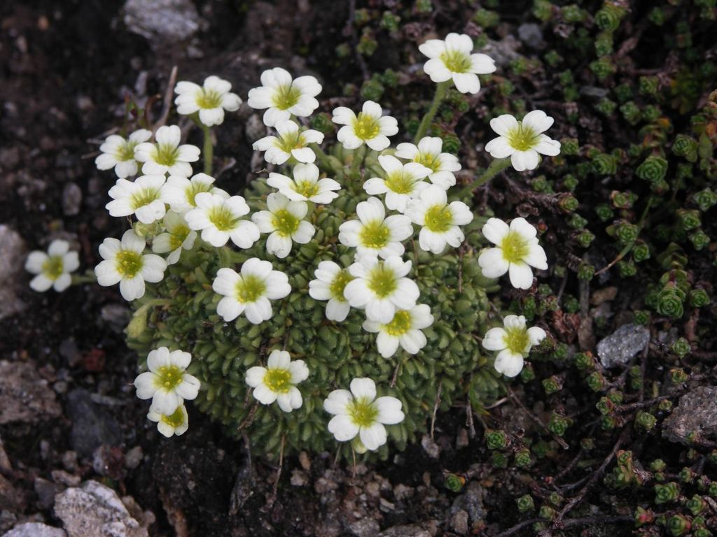 Saxifraga muscoides e Saxifraga sp.